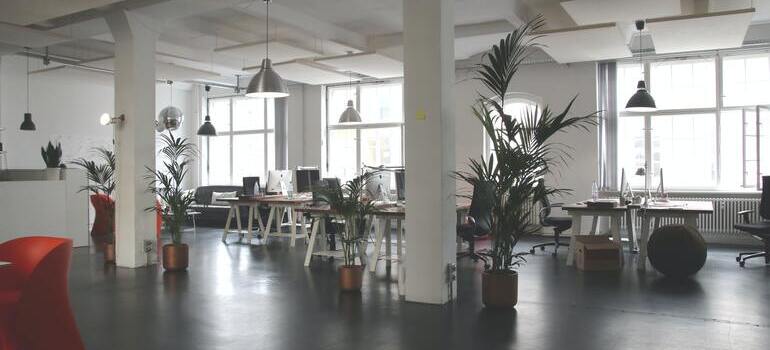 plants in bright office space