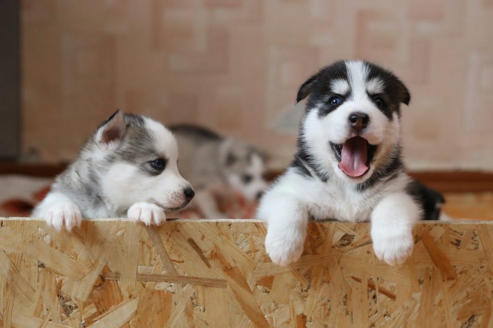 two cute puppies in box
