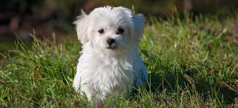 a cute little dog in grass