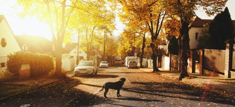 Dog on the peaceful street during fall